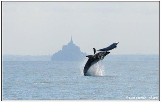 Baie Mt St Michel , Jullouville , Villa Caprice Rdc , 50 M Mer ,7 Pers , Pres Plage Dday Exteriér fotografie