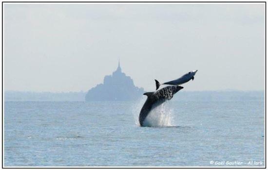 Baie Mt St Michel , Jullouville , Villa Caprice Rdc , 50 M Mer ,7 Pers , Pres Plage Dday Exteriér fotografie